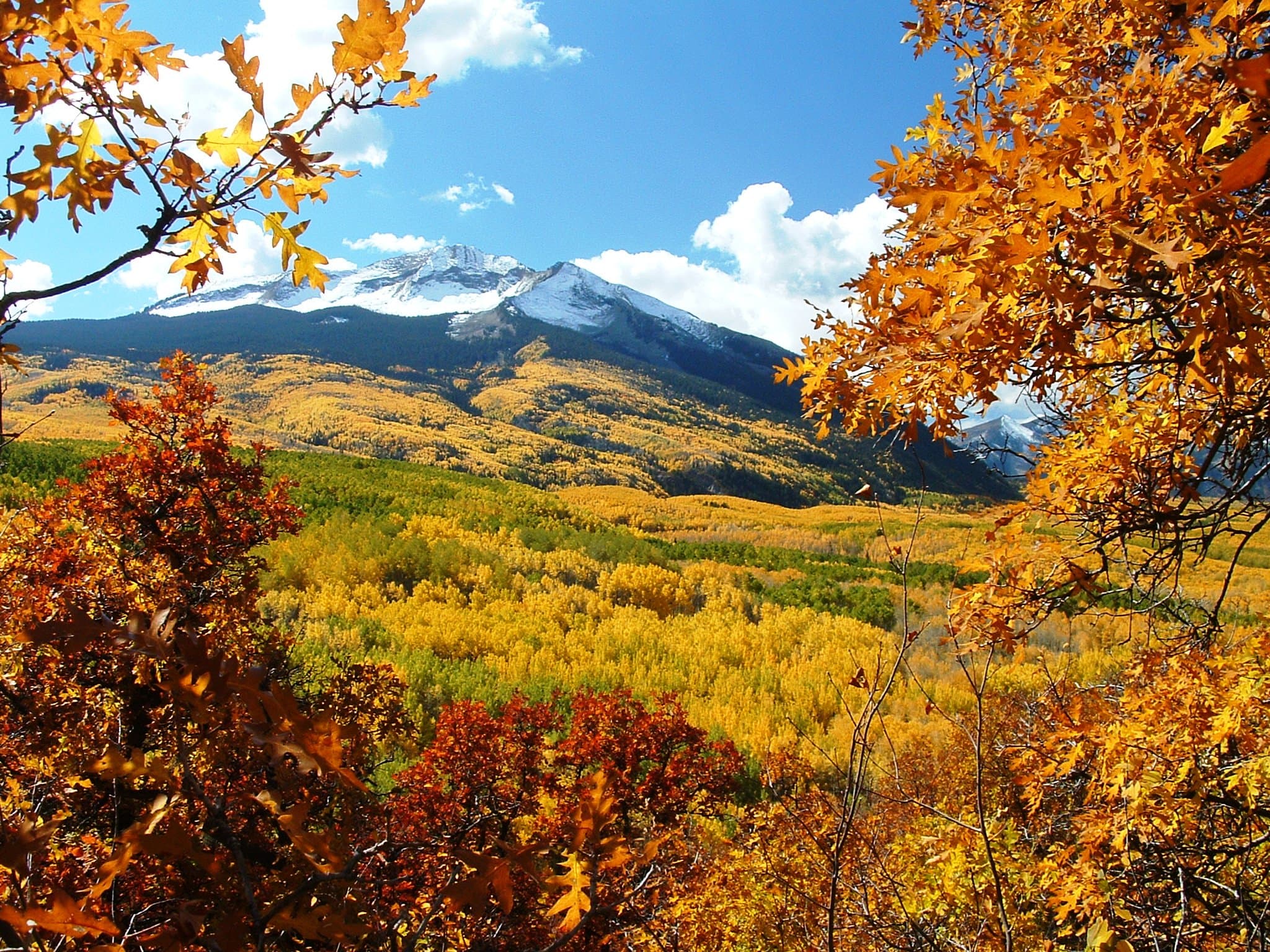 Fall Foliage on Kebler Pass near Crested Butte in Colorado.